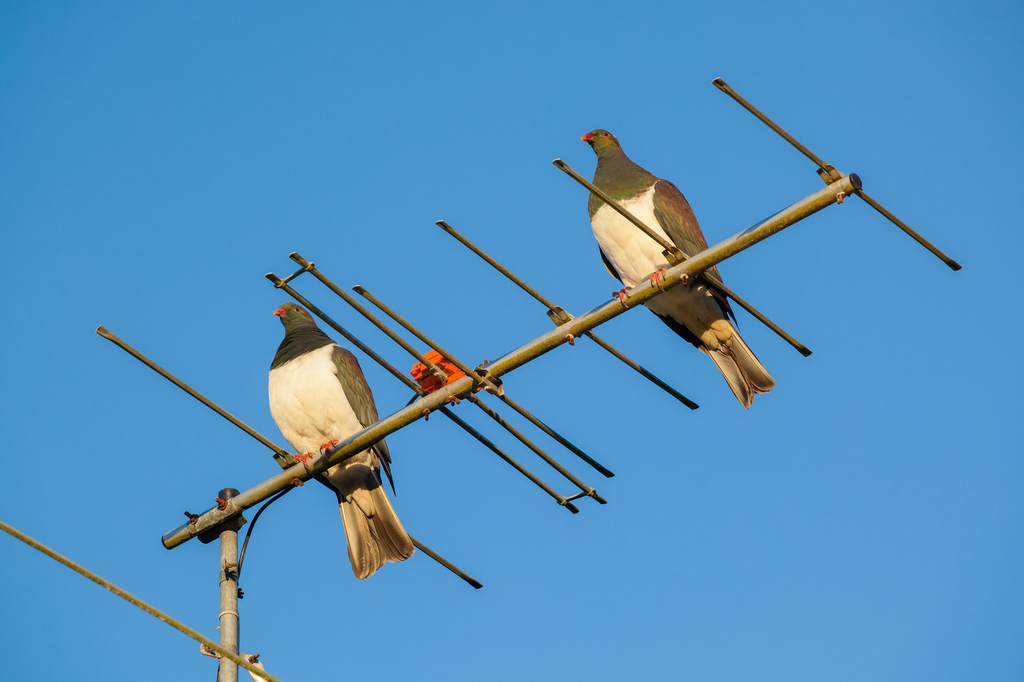 Read more about the article Aerial Bird Spike Installations
